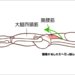 腸腰筋の位置図。骨盤を跨いて骨と大腿骨を繋いでいることが分かる。